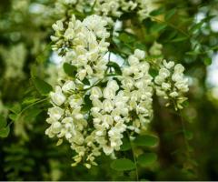 Vente de “Akacja kwiat (Acacia flowers)” en vrac du fabricant au meilleur prix.