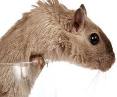 Rodent Removal in NJ – ALCO Animal & Pest Control