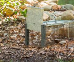 Raccoons in Attic? Trust Gone for Good for Humane Removal