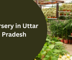 Nursery in Uttar Pradesh