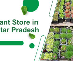 Plant Store in Uttar Pradesh: Your Ultimate Guide to Green Spaces