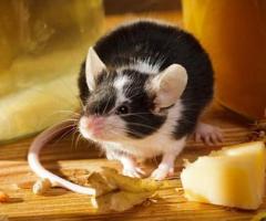 Mice Control Bergen County – ALCO Animal & Pest Control