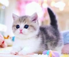 Munchkin cat for sale