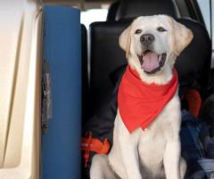 Top 5 Pet Boarding Services in Bangalore: A Home Away from Home