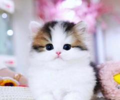 Munchkin cat for sale