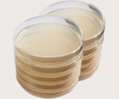 Midwest Fresh Mushrooms: LME Agar for Optimal Mycelium Growth