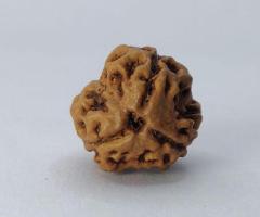 3 mukhi rudraksha best price shop in delhi india