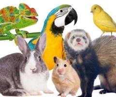 Best Pet Transportation Services | Safe Travel with Airborne Animals