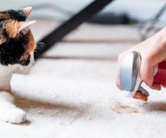 Pet stain removal in Hampstead NC