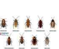 Cockroach Pest Control Service - People’s Pest