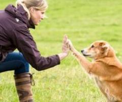 Top Dog Training Classes in Kennesaw, GA | Solid K9 Solutions