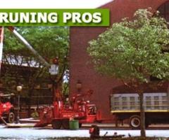 Tree Pruning Services in NJ – Amazing Tree Services