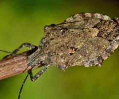 Stink Bug Control – ALCO Animal & Pest Control