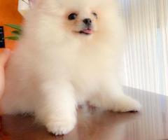 Luxury European Puppies.  Toy Poodles, Pomeranians, Teacup Poodles.