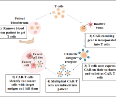 CAR T-Cell Therapy Targeting Cancer with Precision and Power