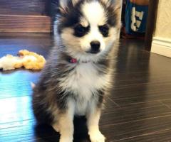 Trusted Pomsky Breeders for Healthy Puppies | PomskySet