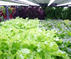 Essential Equipment for a Successful Hydroponic Farm