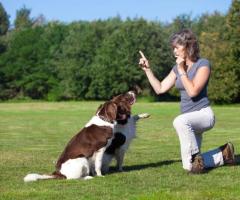 Expert Service Dog Training in Marietta, GA | Solid K9 Solutions