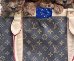 Luxury European Toy Poodles, Teacup Poodles, and Pomeranians – Puppies from Europe