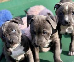 ABKC Pocket bully pups for sale papers in hand