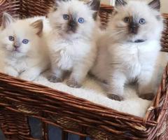 Ragdoll kittens for good homes