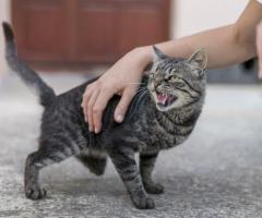 Managing Cat Aggression in Victoria – Expert Help