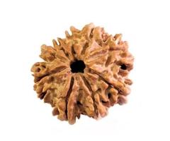 Tap into Spiritual Power with Genuine Rudraksha Beads!