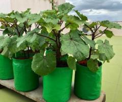 Singhal Industries: Unleash the Potential of Your Terrace Garden with the Best Grow Bags