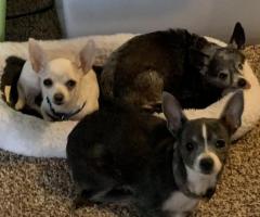 Adorable Chihuahua Puppies for Sale in Alabama