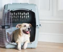 Trusted Dog Relocation Services | Dog Gone Taxi