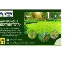 Effective Lawn Fungicide Solutions in Utah – Trust My Guy Pest and Lawn Solutions