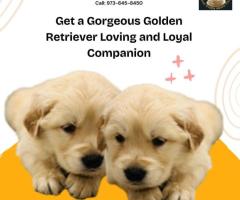 Get a Gorgeous Golden Retriever Loving and Loyal Companion