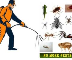 Pest Control Management Services In Gurgaon - 1