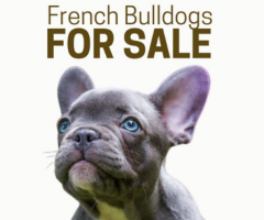Exotic French Bulldogs for Sale l Elite Frenchies