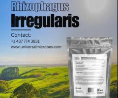 Buy Rhizophagus Irregularis Mycorrhizal Fungi 250g Pack Online - 1