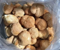 Lion's Mane Mushroom for Sale | The Green House Dispensary