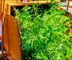 Professional Tree Removal Services in Eastchester, NY – Fast, Safe & Affordable!