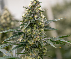 Sour Diesel Strain – A Potent & Energizing Classic | Melonade Strain