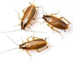 Cockroach Inspection NJ – ALCO Animal & Pest Control