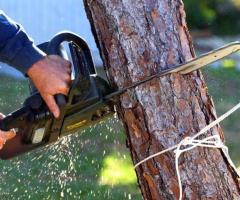 Emergency Tree Removal Service in Maryland for Fast Response