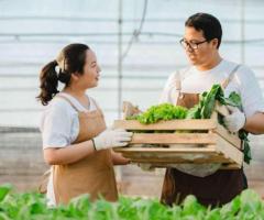 Choosing the Right Crops for Hydroponics Contract Farming