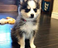 Mini Pomsky Puppies: Adorable, Playful, and Lovable Pets