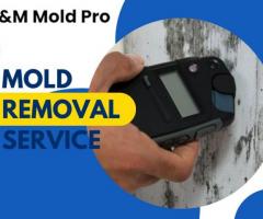 Looking for Efficient Mold Remediation NJ companies? - 1