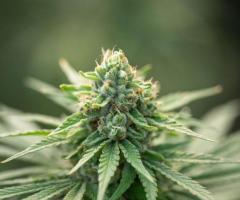 Buy the Best Marijuana at Washington DC Dispensary | Kalliva
