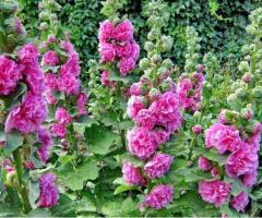 Verkauf von “Gewöhnliche Stockrose” in großen Mengen vom Hersteller zu den besten Preisen.