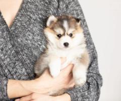 Adorable Mini Pomsky Puppies for Sale | Trusted Breeders at Pomsky Set