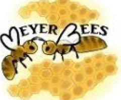 Honey Bee Nucs for Sale in Illinois – Start Your Hive Today