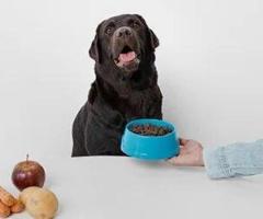 Why Your Dog Is Not Eating?