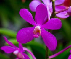 Wholesale Orchid Flowers from Thailand: Fresh & Affordable