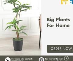 Big Plants for Home: Elevate Your Space with Lush Greenery